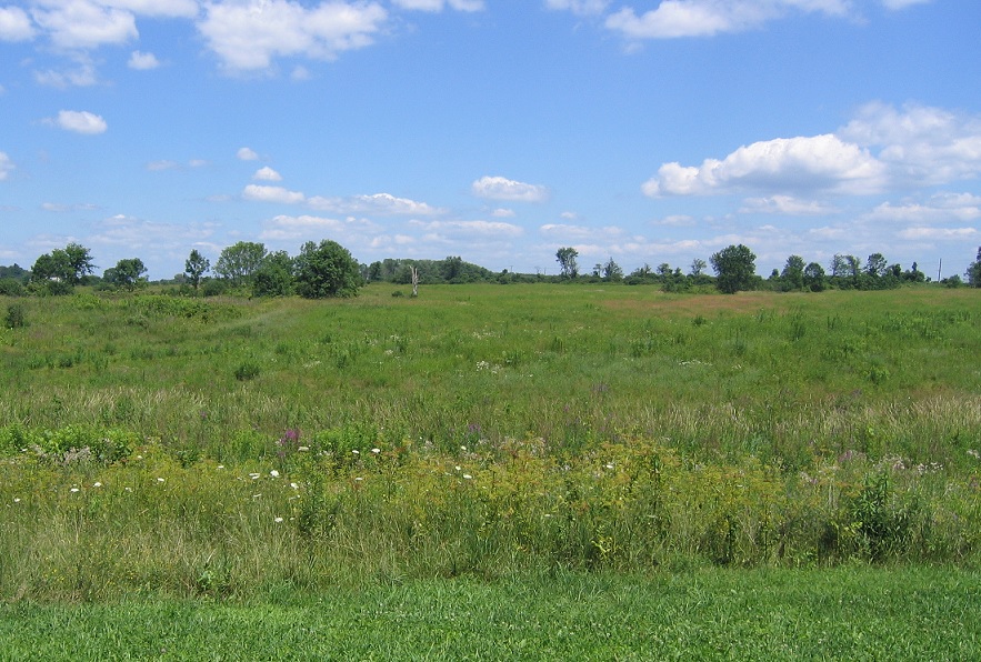 Summer view of green meadow with blue sky