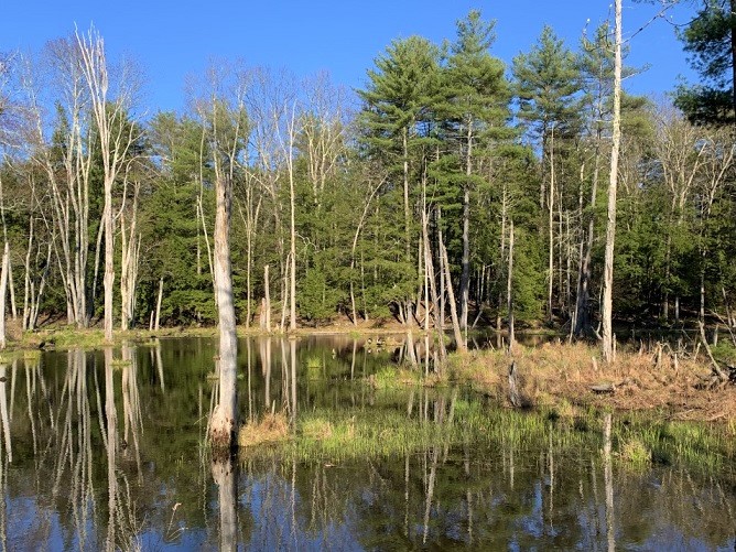 Beaver pond with open water, standing dead trees, and blue sky overhead. By L Heady