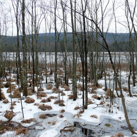 Winter view of swamp with ice and sedge tussocks.