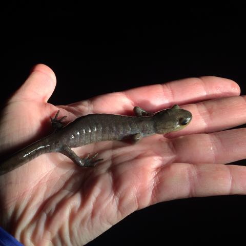 Hand holding a Jefferson-blue spotted salamander complex at night