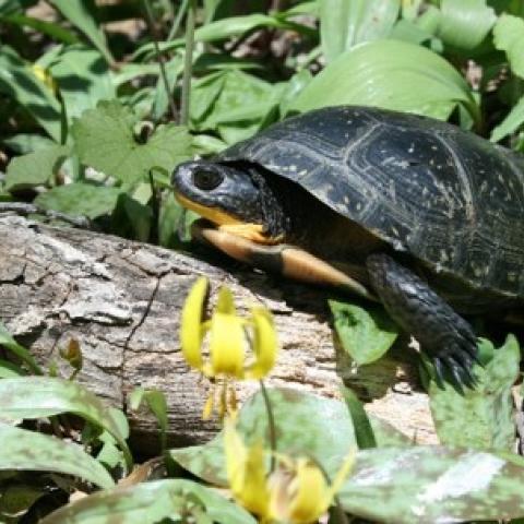 Blanding's turtle on the forest floor with trout lily - Photo by L. Masi